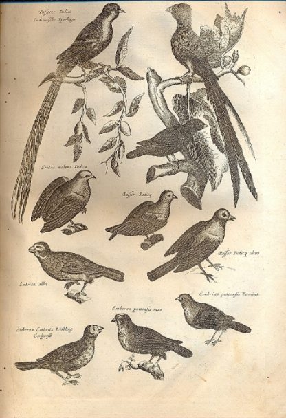 Historiae Naturalis de Avibus... , Insectis..., Serpentibus..., Quadrupedibus... , Piscibus et Cetis..., Exanguibus..., Aquaticis.