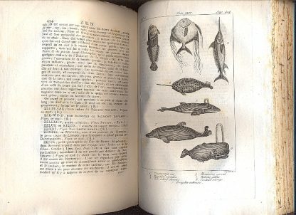 Nouveau Dictionnaire d'histoire naturelle, appliquee aux arts, principalement à l'agriculture et à l'economie rurale et domestique. Par une societe de naturalistes et d'agriculteurs: avec des figures tirees des trois regnes de la nature.