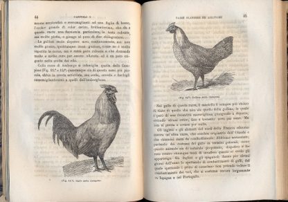 Il pollaio, ossia l'industria dei volatili da cortile. Parte prima: galli, galline e capponi. Parte seconda: oche, anitre e tacchini.
