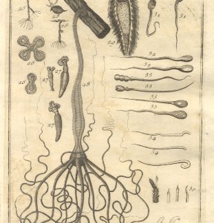 Oggetti veduti con il microscopio, tav. III. Tratta dal Dizionario Universale delle arti e scienze del Chambers.