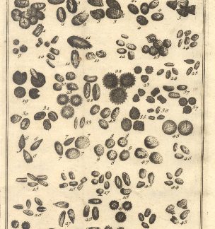 Oggetti veduti con il microscopio, tav. IV. Tratta dal Dizionario Universale delle arti e scienze del Chambers.