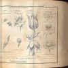 Etudes de la nature.