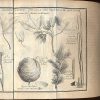 Etudes de la nature.