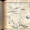 Etudes de la nature.