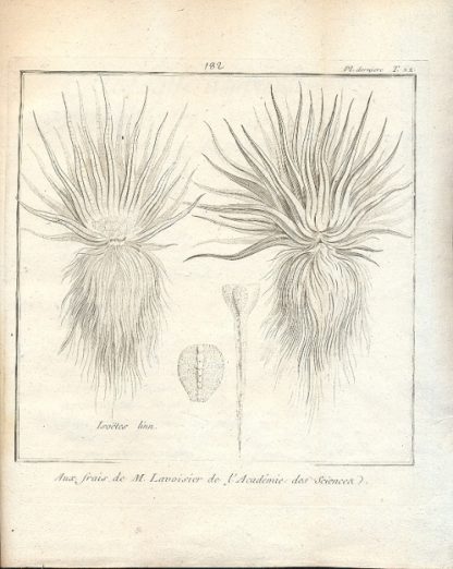 Histoire universelle du regne vegetal, ou nouveau dictionnaire physique et oeconomique, de toutes les plantes qui croissent sur la surface du globe... Recueil de differentes plantes gravees et donnes. Pour servir a l'histoire generale des plantes de la Lorraine.