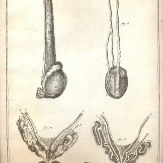 Anatomie - tavola n. XXI.
