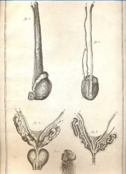 Anatomie - tavola n. XXI.