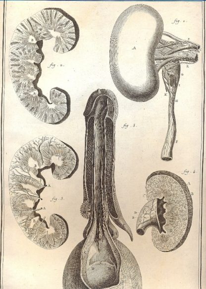 Anatomie - tavola n. XX.