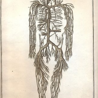 Anatomie - tavola n. IX