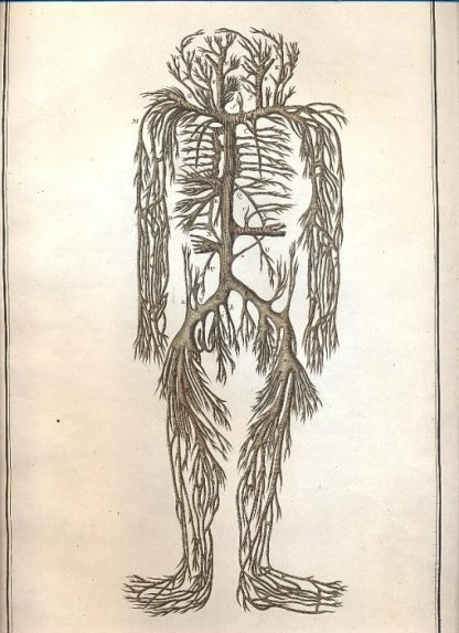 Anatomie - tavola n. IX