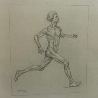 Anatomia di un atleta.