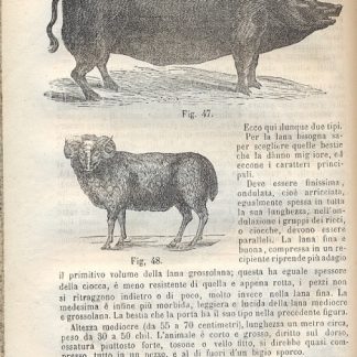 Il coltivatore. Giornale d'agricoltura pratica, diretto dal Cav. Ottavi.