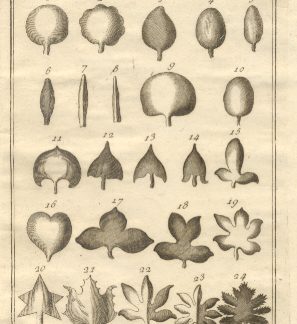 Botanica, tav. X. Tratta dal Dizionario Universale delle arti e scienze del Chambers.