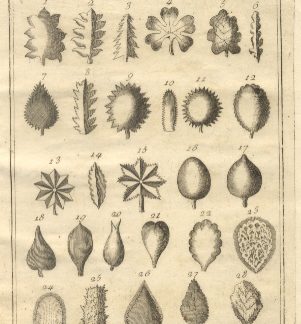 Botanica, tav. XI. Tratta dal Dizionario Universale delle arti e scienze del Chambers.