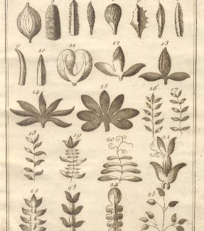 Botanica, tav. XII. Tratta dal Dizionario Universale delle arti e scienze del Chambers.