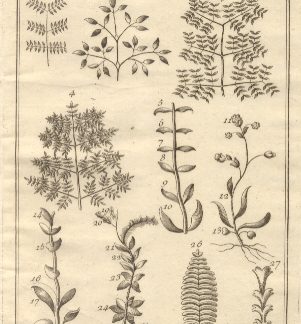 Botanica, tav. XIII. Tratta dal Dizionario Universale delle arti e scienze del Chambers.