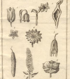 Botanica, tav. XIV. Tratta dal Dizionario Universale delle arti e scienze del Chambers.
