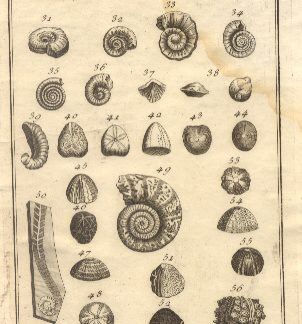 Fossili, tav. IX. Tratta dal Dizionario Universale delle arti e scienze del Chambers.