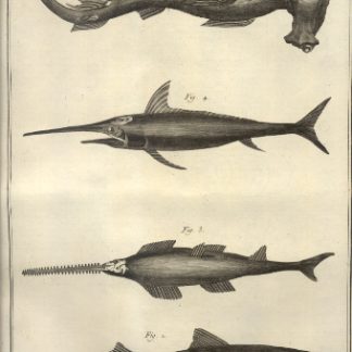 Suite du Regne Animal: Poissons, Insectes, Polypiers.