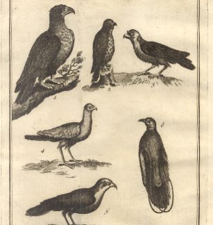 Uccelli più rari e curiosi, tav. I. Tratta dal Dizionario Universale delle arti e scienze del Chambers.