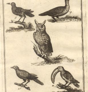 Uccelli più rari e curiosi, tav. II. Tratta dal Dizionario Universale delle arti e scienze del Chambers.