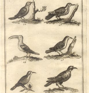 Uccelli più rari e curiosi, tav. III. Tratta dal Dizionario Universale delle arti e scienze del Chambers.