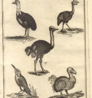 Uccelli più rari e curiosi, tav. IV. Tratta dal Dizionario Universale delle arti e scienze del Chambers.
