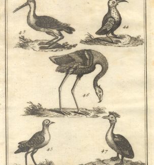 Uccelli più rari e curiosi, tav. IX. Tratta dal Dizionario Universale delle arti e scienze del Chambers.