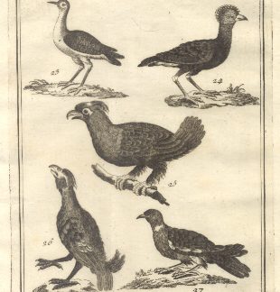 Uccelli più rari e curiosi, tav. V. Tratta dal Dizionario Universale delle arti e scienze del Chambers.