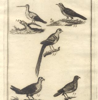 Uccelli più rari e curiosi, tav. VII. Tratta dal Dizionario Universale delle arti e scienze del Chambers.
