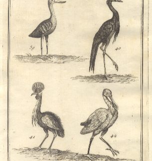 Uccelli più rari e curiosi, tav. VIII. Tratta dal Dizionario Universale delle arti e scienze del Chambers.