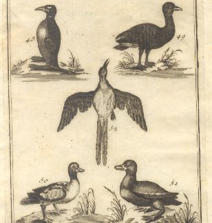 Uccelli più rari e curiosi, tav. X. Tratta dal Dizionario Universale delle arti e scienze del Chambers.