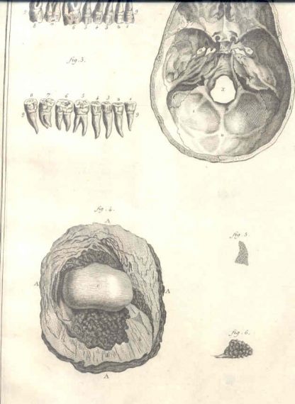 Anatomie. Pl. 2.