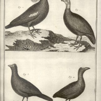 Suite du Regne Animal: Oiseaux,