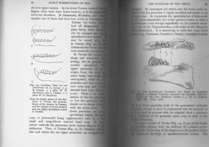 Early forerunners of man a morphological study of the evolutionary origin of the primates