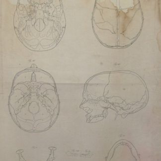 Icones Anatomicae quotquot sunt celebriores ex optimis neotericorum operibus summa diligentia depromtae et collectae. Tabulas selegerunt et nonnullas ex cadaveribus ad vivum delineatas .