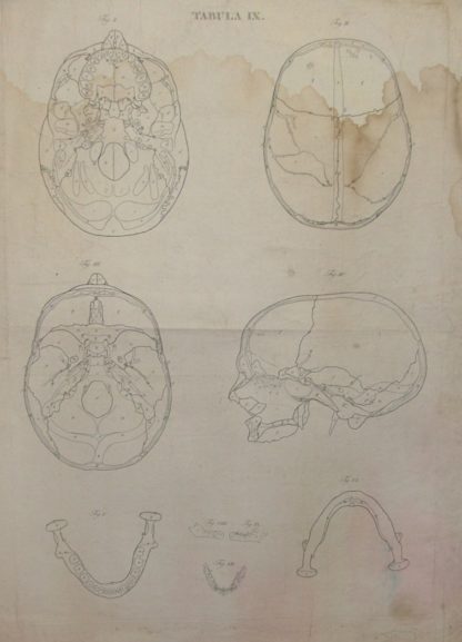 Icones Anatomicae quotquot sunt celebriores ex optimis neotericorum operibus summa diligentia depromtae et collectae. Tabulas selegerunt et nonnullas ex cadaveribus ad vivum delineatas .