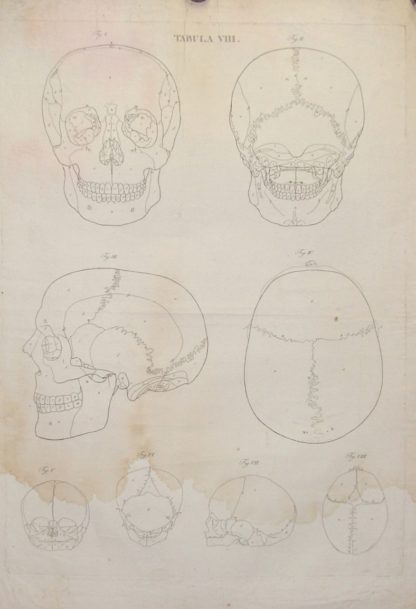 Icones Anatomicae quotquot sunt celebriores ex optimis neotericorum operibus summa diligentia depromtae et collectae. Tabulas selegerunt et nonnullas ex cadaveribus ad vivum delineatas .