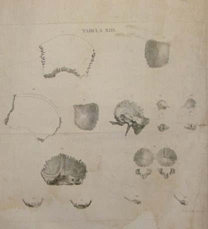 Icones Anatomicae quotquot sunt celebriores ex optimis neotericorum operibus summa diligentia depromtae et collectae. Tabulas selegerunt et nonnullas ex cadaveribus ad vivum delineatas .