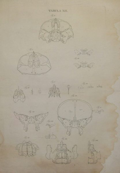 Icones Anatomicae quotquot sunt celebriores ex optimis neotericorum operibus summa diligentia depromtae et collectae. Tabulas selegerunt et nonnullas ex cadaveribus ad vivum delineatas .