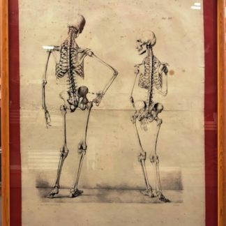 Studi anatomici 2.scheletri raffigurati da dietro.