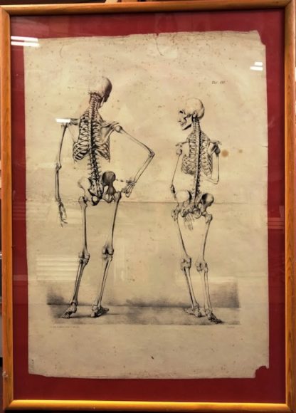 Studi anatomici 2.scheletri raffigurati da dietro.