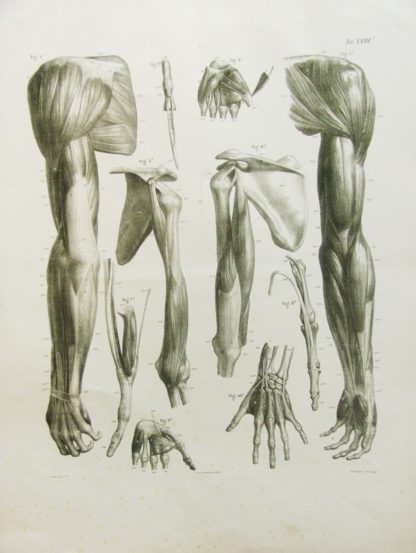 Studi anatomici.