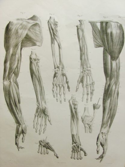 Studi anatomici.