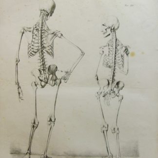 Studi anatomici.