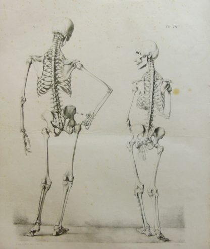 Studi anatomici.